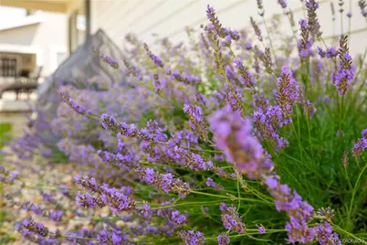 4995 Coltin Trail, Castle Rock, CO 80104 - Photo 33