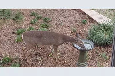 725 Lancers Court W, Monument, CO 80132 - Photo 45