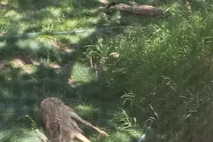 725 Lancers Ct W, Monument, CO 80132 - Photo 49