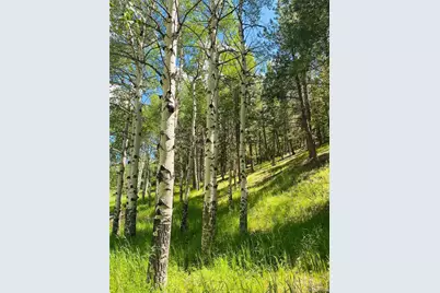 338 Red Lily Place, Evergreen, CO 80439 - Photo 47