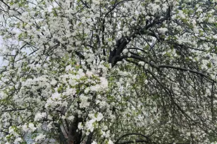 8725 Meadowlark Cir, Highlands Ranch, CO 80126 - Photo 7