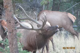 1295 Hy-Vu Dr, Evergreen, CO 80439 - Photo 33