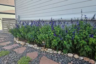 9793 Banner Peak Loop, Littleton, CO 80125 - Photo 41