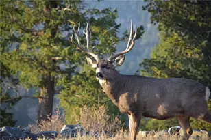 89 Jones Creek Ln, Pine, CO 80470 - Photo 35