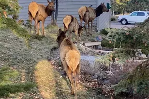 23660 Pondview Pl, Golden, CO 80401 - Photo 25