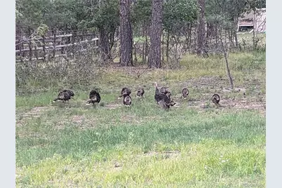 1240 Kenosha Drive, Larkspur, CO 80118 - Photo 43