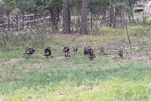 1240 Kenosha Dr, Larkspur, CO 80118 - Photo 43