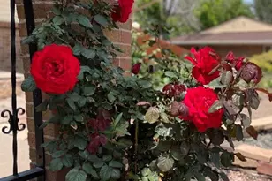 1055 S Elmira St, Denver, CO 80247 - Photo 5