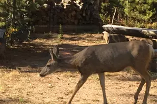 99 Gcr 490, Grand Lake, CO 80447 - Photo 27