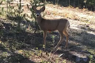 99 Gcr 490, Grand Lake, CO 80447 - Photo 13
