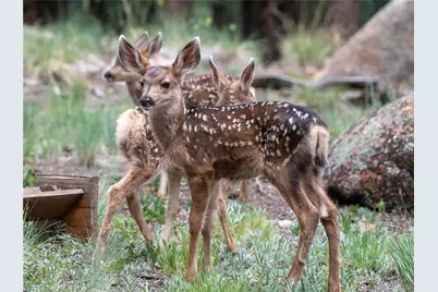 48 Allen Circle, Pine, CO 80470 - Photo 45