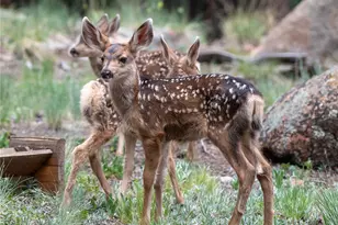 48 Allen Cir, Pine, CO 80470 - Photo 45