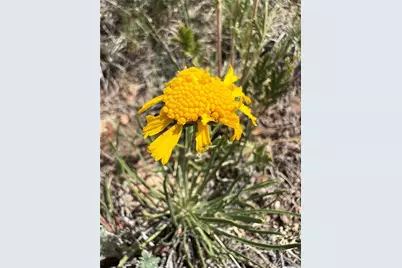 983 La Plata Circle, Hartsel, CO 80449 - Photo 13