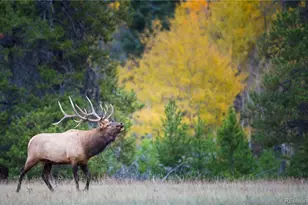 29526 Bronco Rd, Evergreen, CO 80439 - Photo 35