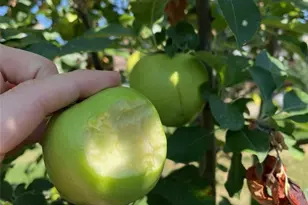 7050 S Newland Ct, Littleton, CO 80128 - Photo 37