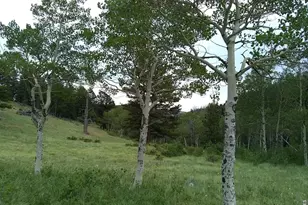 1001 County Road 86, Red Feather Lakes, CO 80545 - Photo 25