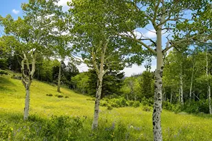 1001 County Road 86, Red Feather Lakes, CO 80545 - Photo 23