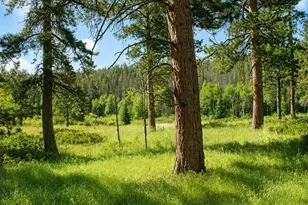 1001 County Road 86, Red Feather Lakes, CO 80545 - Photo 15
