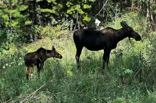 34 Grand County Road 4948, Grand Lake, CO 80447 - Photo 41