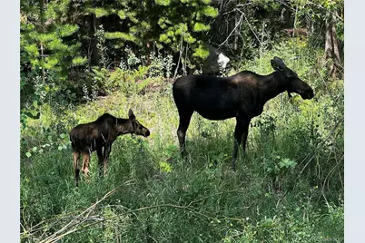 34 Grand County Road 4948, Grand Lake, CO 80447 - Photo 45