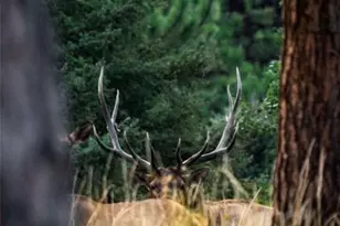 26269 Richmond Hill Rd, Conifer, CO 80433 - Photo 37