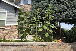 8537 Winter Berry Dr, Castle Pines, CO 80108 - Photo 43