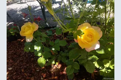 15082 W 69th Place, Arvada, CO 80007 - Photo 5