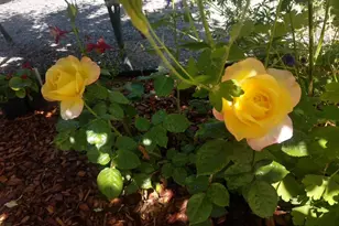 15082 W 69th Pl, Arvada, CO 80007 - Photo 5