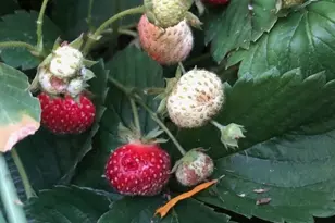 165 Yellowfield Way, Erie, CO 80516 - Photo 35