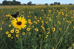 937 Snow Lake Ct, Watkins, CO 80137 - Photo 45