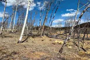 457 Caracara Ln, Jefferson, CO 80456 - Photo 17