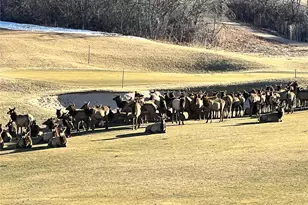 1118 Berganot Trail, Castle Pines, CO 80108 - Photo 43