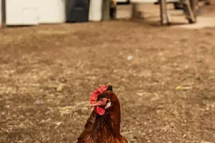 308 Sorrel St, Wellington, CO 80549 - Photo 19