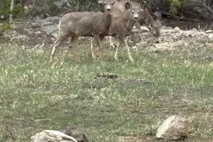 33 L Rd, Golden, CO 80403 - Photo 37