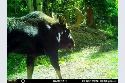 429 Road P53, Bailey, CO 80421 - Photo 9