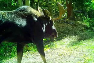 429 Rd P53, Bailey, CO 80421 - Photo 9