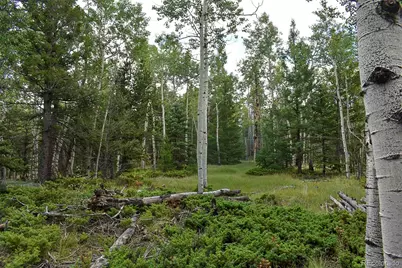 205 Timberline Drive, Guffey, CO 80820 - Photo 1