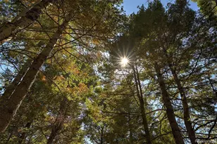 13492 Shiloh Dr, Conifer, CO 80433 - Photo 1