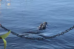 7520 Ridgewood Ave, Cape Canaveral, FL 32920 - Photo 59