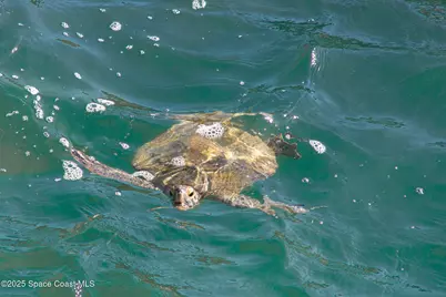 8401 N Atlantic Avenue #G2, Cape Canaveral, FL 32920 - Photo 23