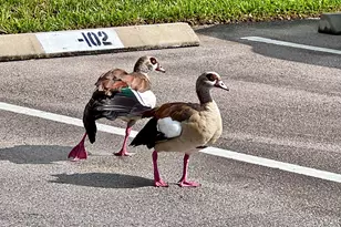 70 Royal Oak Ct, Vero Beach, FL 32962 - Photo 45