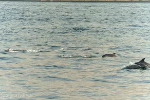 2880 S Atlantic Ave, Cocoa Beach, FL 32931 - Photo 7