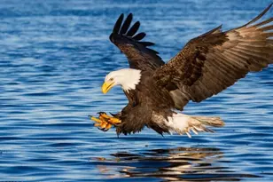 949 Altair Wy, Grant-Valkaria, FL 32950 - Photo 31