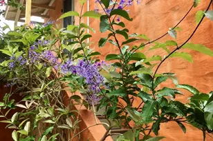 26 Orange Ave, Rockledge, FL 32955 - Photo 33