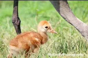 4094 Fox Lake Rd, Titusville, FL 32796 - Photo 33