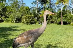 4094 Fox Lake Rd, Titusville, FL 32796 - Photo 31