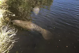 2240 Enjoya Ln, Melbourne, FL 32901 - Photo 37