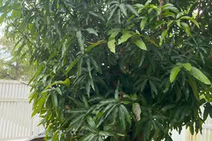 1748 Winding Ridge Cir SE, Palm Bay, FL 32909 - Photo 81