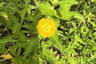 4235 Navel St, Cocoa, FL 32926 - Photo 21