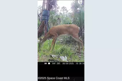 000 Holopaw Groves Rd, Saint Cloud, FL 34771 - Photo 5